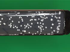 ラクトバチラス菌